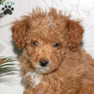 Shane, Toy Poodle Puppy