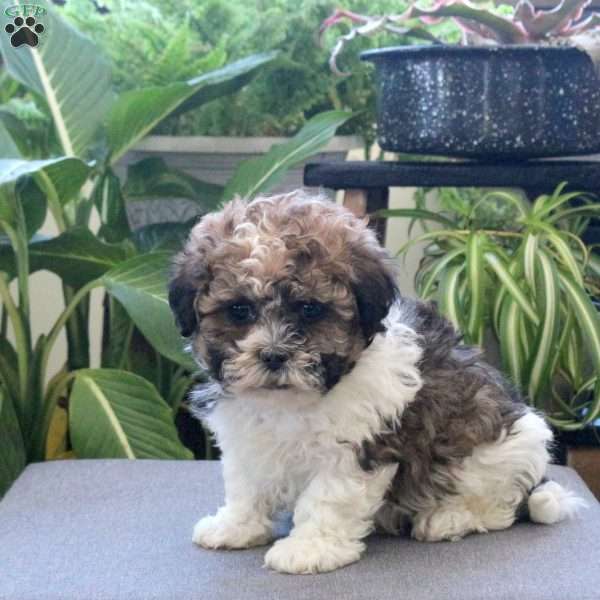 Shaq, Teddy Bear Puppy