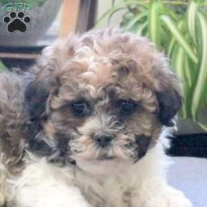 Shaq, Teddy Bear Puppy