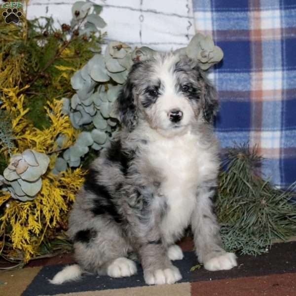 Sharon, Bernedoodle Puppy