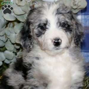 Sharon, Bernedoodle Puppy