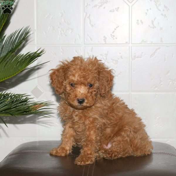 Shawn, Toy Poodle Puppy