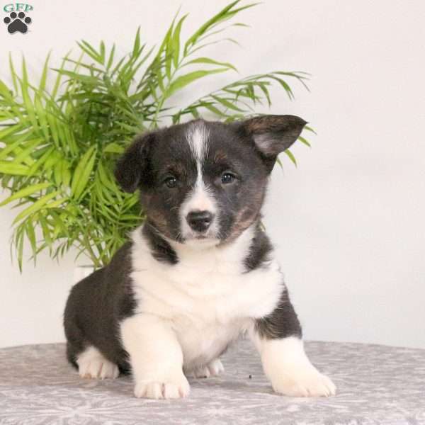 Shawn, Pembroke Welsh Corgi Puppy