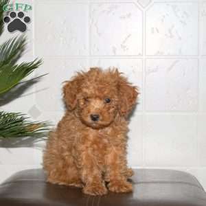 Shawn, Toy Poodle Puppy