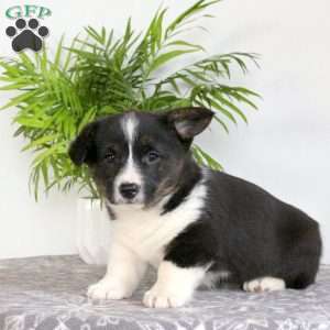 Shawn, Pembroke Welsh Corgi Puppy
