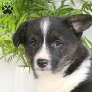 Shawn, Pembroke Welsh Corgi Puppy