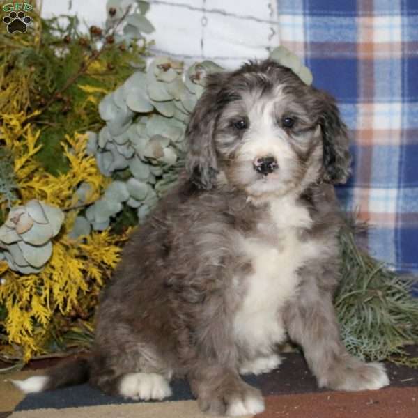 Shay, Bernedoodle Puppy