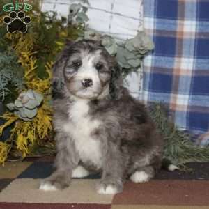 Shay, Bernedoodle Puppy