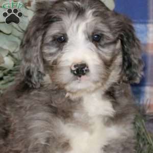 Shay, Bernedoodle Puppy