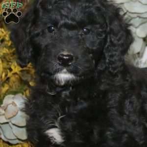 Sheila, Bernedoodle Puppy