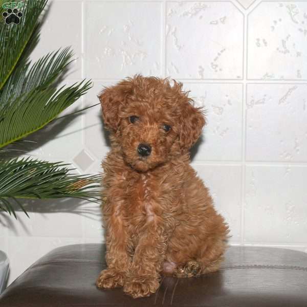 Sheila, Toy Poodle Puppy