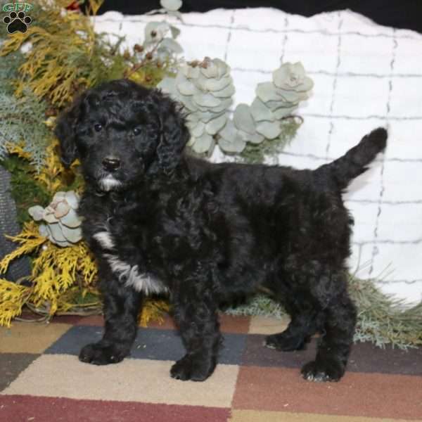 Sheila, Bernedoodle Puppy