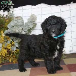 Sheila, Bernedoodle Puppy