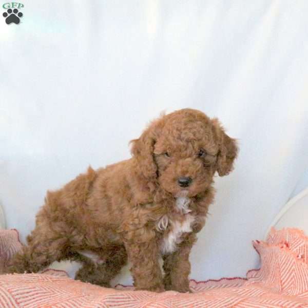 Sheldon, Miniature Poodle Puppy