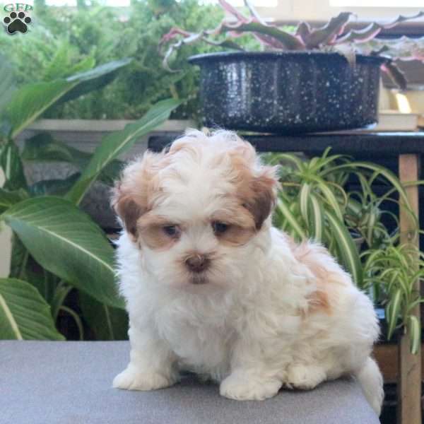 Sheldon, Teddy Bear Puppy