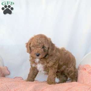 Sheldon, Miniature Poodle Puppy