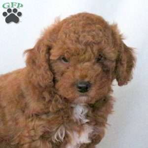 Sheldon, Miniature Poodle Puppy