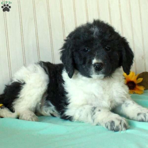 Shelly, Borderdoodle Puppy