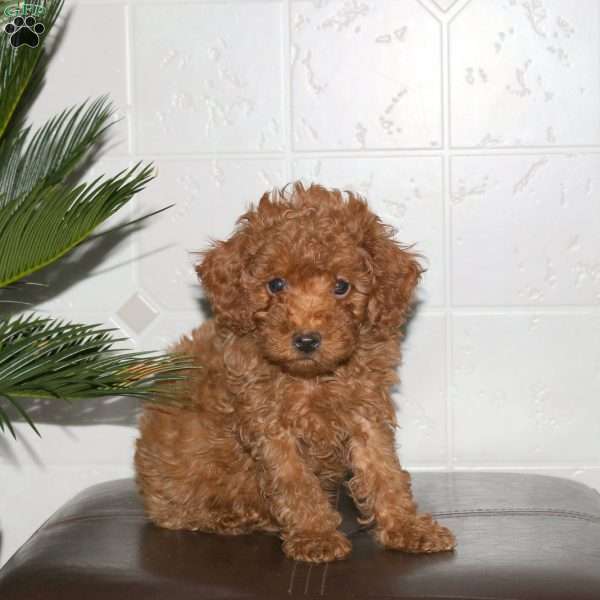 Shelly, Toy Poodle Puppy