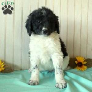 Shelly, Borderdoodle Puppy