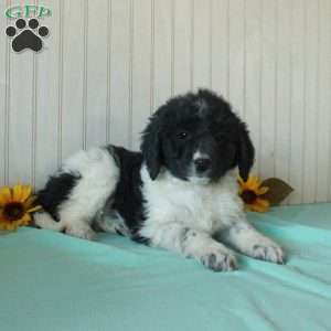 Shelly, Borderdoodle Puppy