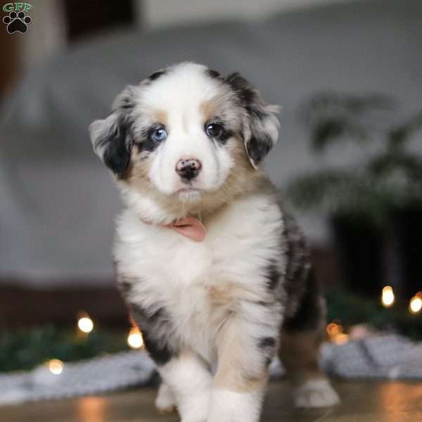 Shena, Miniature Australian Shepherd Puppy