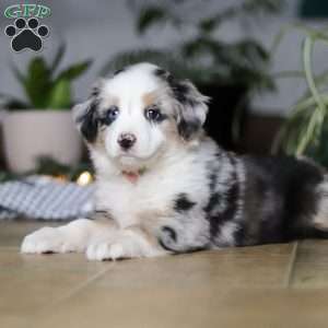 Shena, Miniature Australian Shepherd Puppy