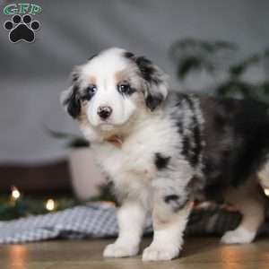 Shena, Miniature Australian Shepherd Puppy