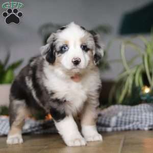 Shena, Miniature Australian Shepherd Puppy