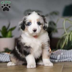 Shena, Miniature Australian Shepherd Puppy