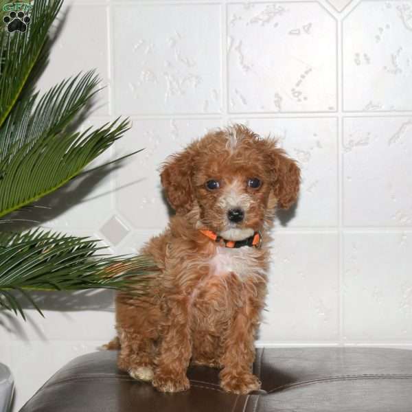 Sheryl, Toy Poodle Puppy