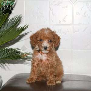 Sheryl, Toy Poodle Puppy