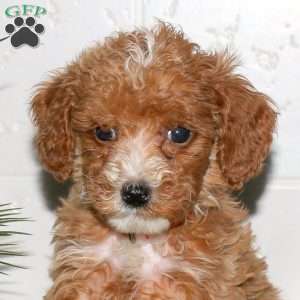 Sheryl, Toy Poodle Puppy
