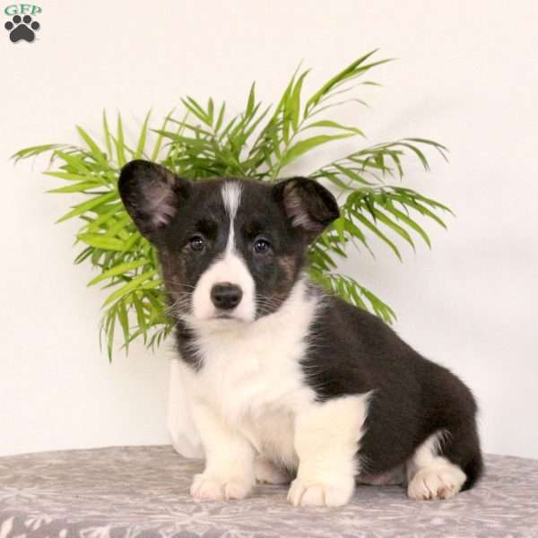 Shiloh, Pembroke Welsh Corgi Puppy