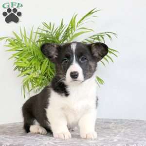 Shiloh, Pembroke Welsh Corgi Puppy