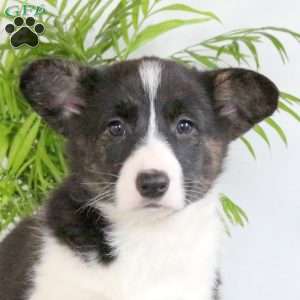 Shiloh, Pembroke Welsh Corgi Puppy