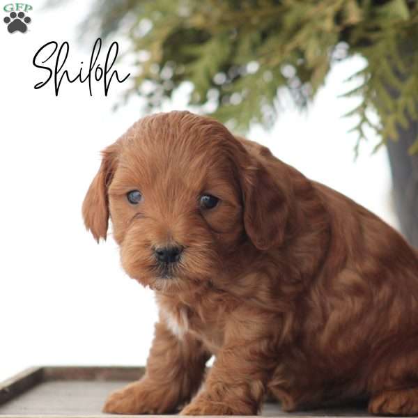 Shiloh, Mini Goldendoodle Puppy