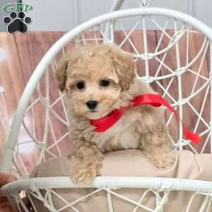 Shimmer, Bich-Poo Puppy