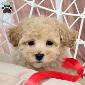 Shimmer, Bich-Poo Puppy