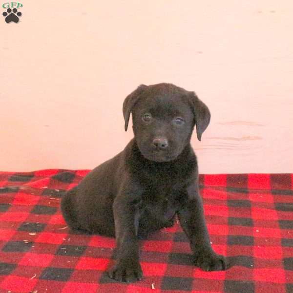 Sierra, Charcoal Labrador Retriever Puppy