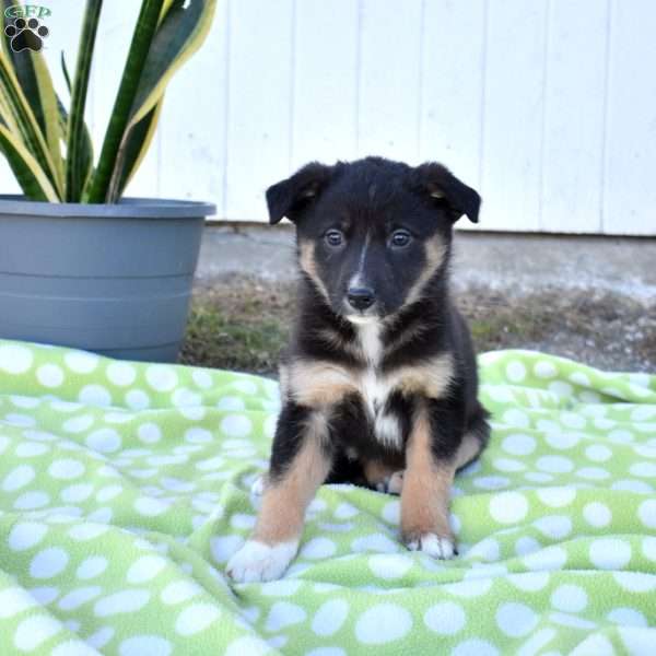 Sierra, German Shepherd Mix Puppy