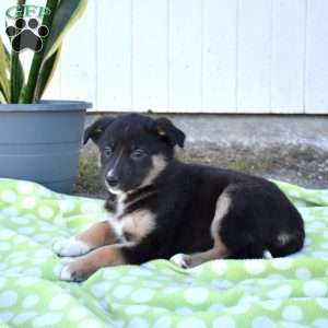 Sierra, German Shepherd Mix Puppy