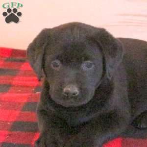 Sierra, Charcoal Labrador Retriever Puppy