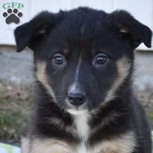 Sierra, German Shepherd Mix Puppy