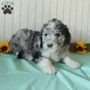 Silas, Borderdoodle Puppy