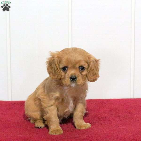 Silo, Cavalier King Charles Spaniel Puppy