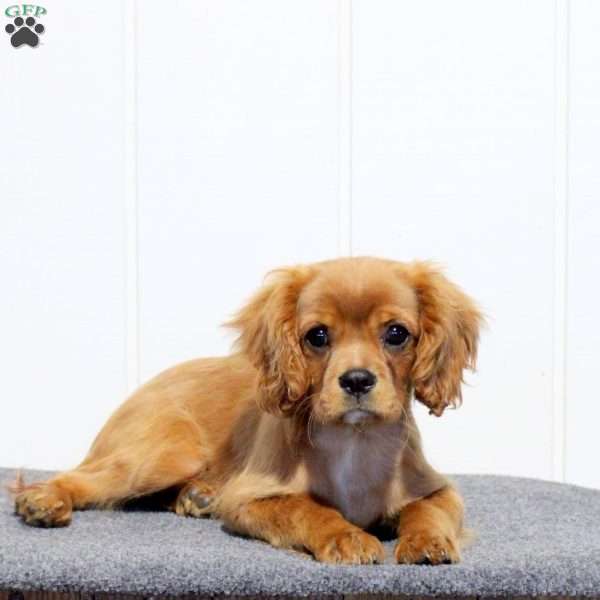 Silo, Cavalier King Charles Spaniel Puppy
