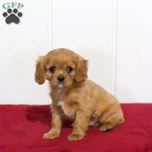 Silo, Cavalier King Charles Spaniel Puppy