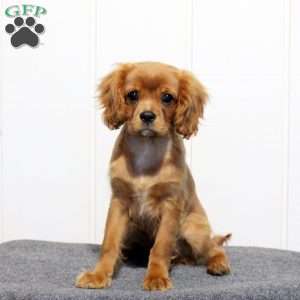 Silo, Cavalier King Charles Spaniel Puppy