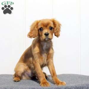 Silo, Cavalier King Charles Spaniel Puppy